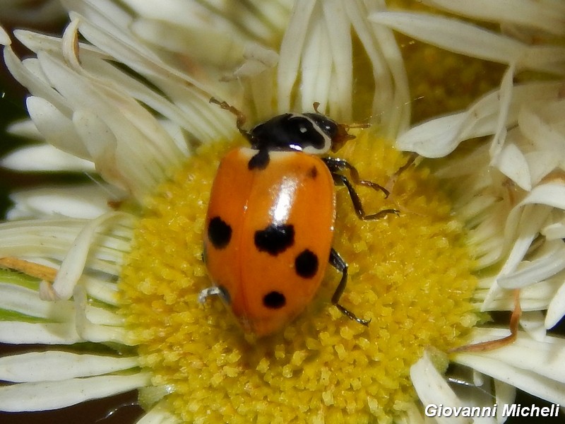 La vita in un fiore (Erigeron annuus)